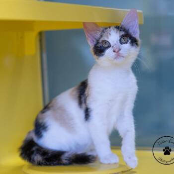 Bee -  Domestic Short Hair Cat for Adoption in Abilene, Texas - Bee | PetCurious