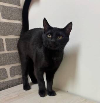 Domestic Short Hair Cats Available for Adoption - Nori @ Fat Cat Cafe | PetCurious