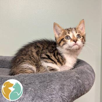Scout -  Domestic Short Hair Cat for Adoption in Toledo, Ohio - Scout | PetCurious