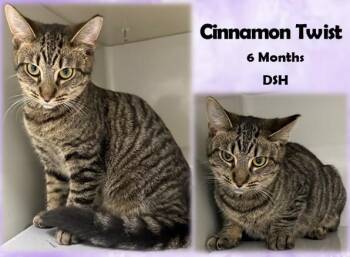 Rescue Domestic Short Hair Cats for Adoption in Franklin, Indiana - Cinnamon Twist | PetCurious