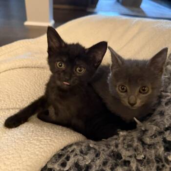 Xena 26-067 -  Domestic Short Hair Cat for Adoption in Little Rock, Arkansas - Xena 26-067 | PetCurious