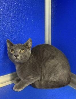 Maximillion -  Russian Blue and Domestic Short Hair Cat for Adoption in Picayune, Mississippi - Maximillion | PetCurious