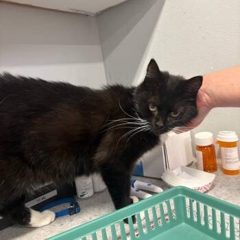 Lorelei -  Domestic Medium Hair Cat for Adoption in Spokane, Washington - Lorelei | PetCurious