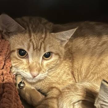 Flame -  Domestic Short Hair Cat for Adoption in Veneta, Oregon - Flame | PetCurious