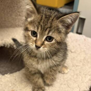Drake -  Domestic Short Hair Cat for Adoption in Minneapolis, Minnesota - Drake | PetCurious