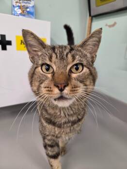 Nacho -  Domestic Short Hair Cat for Adoption in Athens, Tennessee - Nacho | PetCurious