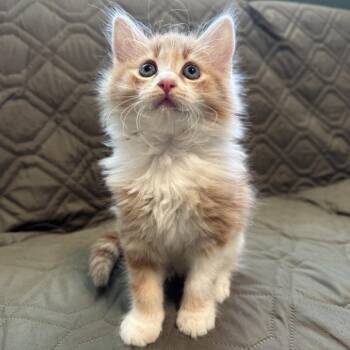 Orchard -  Domestic Medium Hair Cat for Adoption in Los Angeles, California - Orchard | PetCurious