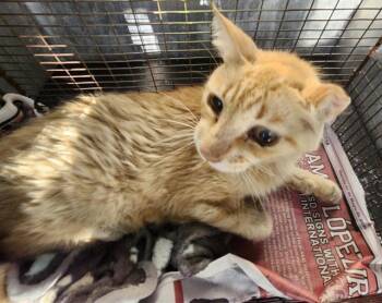 LUTHER -  Domestic Short Hair Cat for Adoption in San Antonio, Texas - LUTHER | PetCurious
