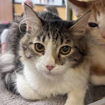 River -  Domestic Medium Hair Cat for Adoption in Sonora, California - River | PetCurious