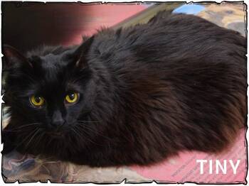 Rescue Domestic Long Hair Cats for Adoption in Whiting, Indiana - Tiny | PetCurious