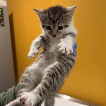 Daffodil AKA Rodney -  Domestic Short Hair Cat for Adoption in Chesapeake, Virginia - Daffodil AKA Rodney | PetCurious