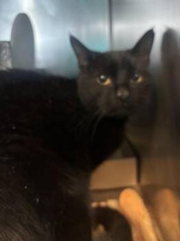 Ninja -  Domestic Short Hair Cat for Adoption in New York, New York - Ninja | PetCurious
