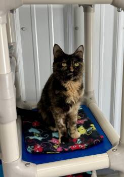 Goldie -  Tortoiseshell Cat for Adoption in Big Rapids, Michigan - Goldie | PetCurious