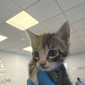 Domestic Short Hair Cats Available for Adoption in West Palm Beach, Florida - Bonsai | PetCurious