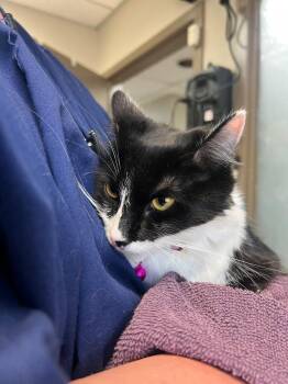 Brooke -  Domestic Long Hair Cat for Adoption in New Cumberland, West Virginia - Brooke | PetCurious