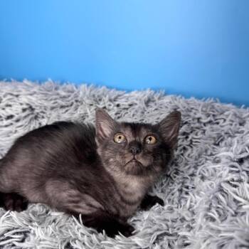 Domestic Short Hair Cats Available for Adoption in San Antonio, Texas - Isla | PetCurious
