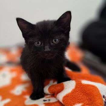 Domestic Short Hair Cats Available for Adoption in Chapel Hill, North Carolina - Verde | PetCurious