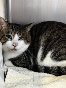 The Flying Dutchman -  Domestic Short Hair Cat for Adoption in Roseville, California - The Flying Dutchman | PetCurious