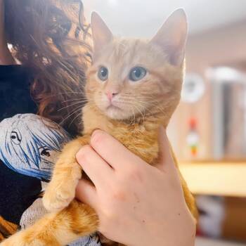 Domestic Short Hair Cats Available for Adoption - Pineapple Express | PetCurious