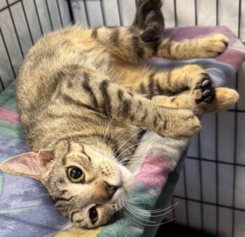 Sweetheart -  Domestic Short Hair Cat for Adoption in Centerville, Georgia - Sweetheart | PetCurious