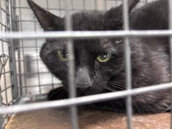 Domestic Short Hair Cats Available for Adoption in Las Vegas, Nevada - ELVIS | PetCurious