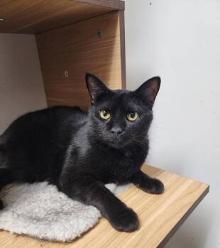 Fallon -  Domestic Short Hair Cat for Adoption in Cary, North Carolina - Fallon | PetCurious