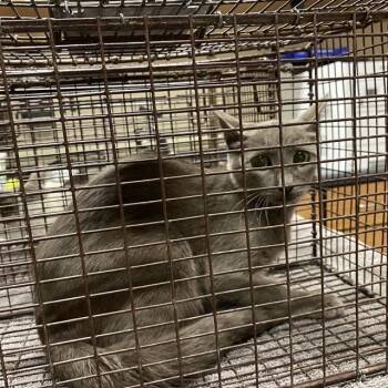 A613787 -  Domestic Medium Hair Cat for Adoption in Modesto, California - A613787 | PetCurious