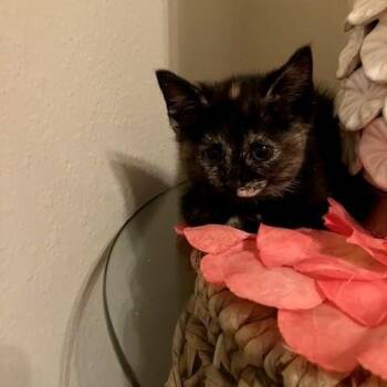 Tortoiseshell Cats Available for Adoption in Houston, Texas - Bernadette | PetCurious