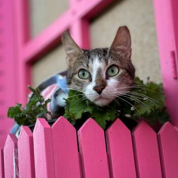 Domestic Short Hair Cats Available for Adoption - Roshka | PetCurious