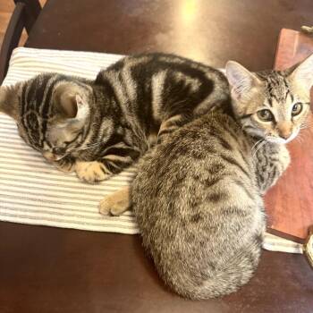 Naomi & Luka -  Domestic Short Hair Cat for Adoption in Los Angeles, California - Naomi & Luka | PetCurious