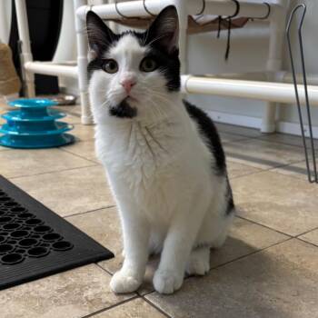 Domestic Short Hair Cats Available for Adoption - Oliver | PetCurious