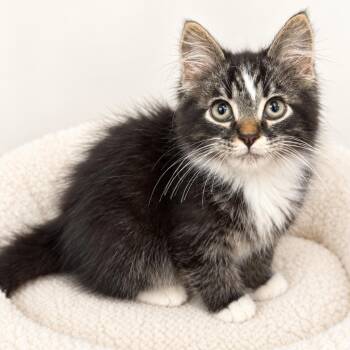 Ollie -  Domestic Short Hair Cat for Adoption in Redwood Falls, Minnesota - Ollie | PetCurious