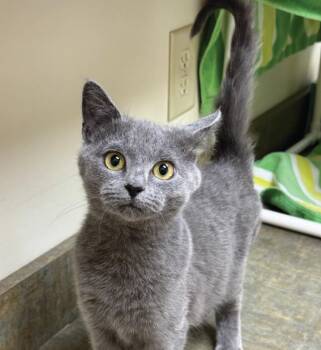 Domestic Short Hair Cats Available for Adoption - Jingle Bell | PetCurious