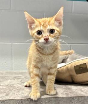 CHARMIN -  Domestic Short Hair Cat for Adoption in Kalamazoo, Michigan - CHARMIN | PetCurious