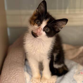 Lorna Doone -  Domestic Short Hair Cat for Adoption in Cumming, Georgia - Lorna Doone | PetCurious