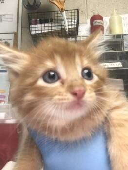 BANANA -  Domestic Short Hair Cat for Adoption in Conroe, Texas - BANANA | PetCurious