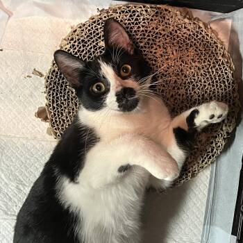 Rescue Domestic Short Hair and American Shorthair Cats for Adoption in Santa Ana, California - Ezzy | PetCurious