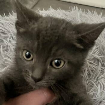 Makoa -  Russian Blue Cat for Adoption in Santa Ana, California - Makoa | PetCurious