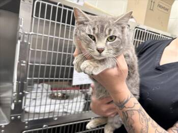 Domestic Short Hair Cats Available for Adoption in Santa Fe, New Mexico - HERBIE | PetCurious