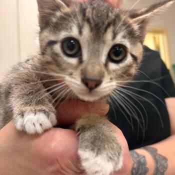 King Croissant -  Domestic Short Hair Cat for Adoption in Woodinville, Washington - King Croissant | PetCurious