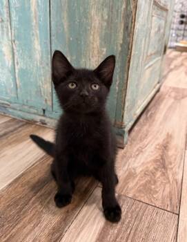 Rescue Domestic Short Hair Cats for Adoption in Boca Raton, Florida - Rudolph | PetCurious
