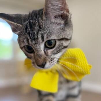 Thelma Biscuits Ferrell -  Tabby and Domestic Short Hair Cat for Adoption in Friendswood, Texas - Thelma Biscuits Ferrell | PetCurious