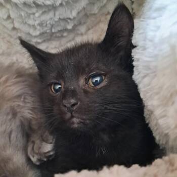 Atticus -  Domestic Short Hair Cat for Adoption in Concord, New Hampshire - Atticus | PetCurious
