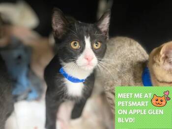 TOM -  Domestic Short Hair Cat for Adoption in Fort Wayne, Indiana - TOM | PetCurious