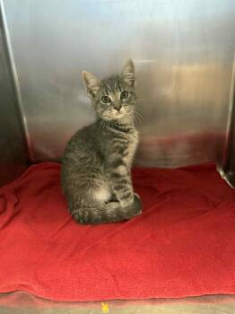 Rescue Domestic Short Hair and Tiger Cats for Adoption - Euclid | PetCurious