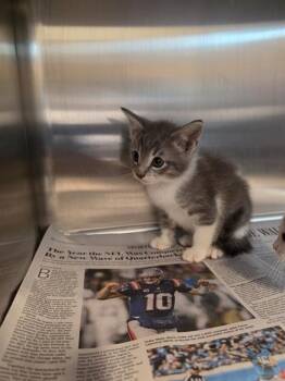KITTEN 2 -  Domestic Short Hair Cat for Adoption in Houston, Texas - KITTEN 2 | PetCurious