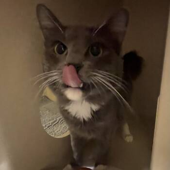 Domestic Long Hair Cats Available for Adoption in St. Helena, California - Liam | PetCurious