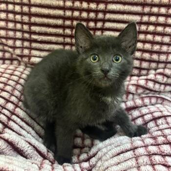 TRU-Stray-31373 -  Domestic Short Hair Cat Available for Adoption in Mt. Juliet, Tennessee - TRU-Stray-31373 | PetCurious