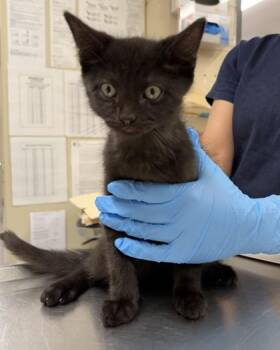 CIRRUS -  Domestic Short Hair Cat for Adoption in Hamilton Township, New Jersey - CIRRUS | PetCurious