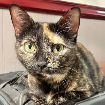 Tortoiseshell Cats Available for Adoption - Potpourri | PetCurious